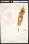 Typha latifolia