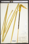 Typha latifolia