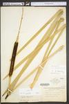 Typha latifolia