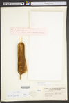 Typha latifolia