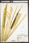 Typha latifolia