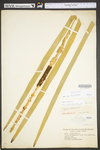 Typha latifolia