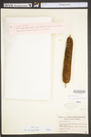 Typha latifolia