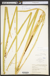 Typha latifolia