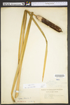 Typha latifolia