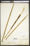 Typha angustifolia