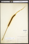 Typha latifolia