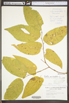 Celtis occidentalis