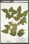 Celtis occidentalis