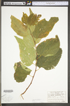 Celtis occidentalis