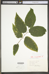 Celtis occidentalis