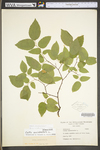 Celtis occidentalis