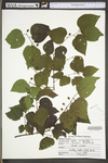 Celtis occidentalis