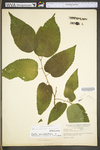 Celtis occidentalis