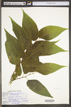 Celtis occidentalis