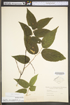 Celtis occidentalis