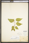 Celtis occidentalis