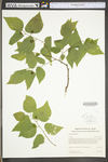 Celtis occidentalis