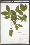 Celtis occidentalis