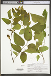 Celtis occidentalis