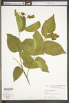 Celtis occidentalis