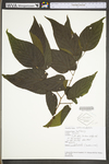 Celtis occidentalis