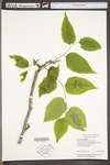 Celtis occidentalis