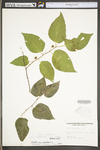 Celtis occidentalis