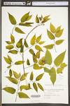 Celtis occidentalis