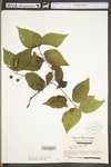 Celtis occidentalis