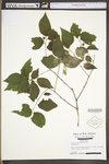 Celtis laevigata var. laevigata