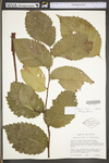 Ulmus rubra