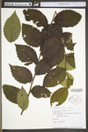 Ulmus rubra