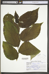 Ulmus rubra