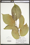 Ulmus rubra