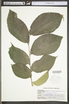 Ulmus rubra
