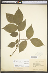 Ulmus americana