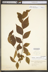 Ulmus americana