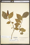 Ulmus americana