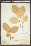 Ulmus americana