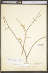 Ulmus americana