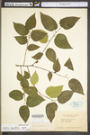 Celtis tenuifolia