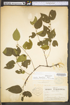 Celtis tenuifolia