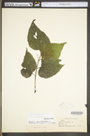 Celtis occidentalis