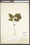 Celtis occidentalis