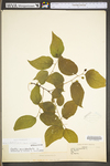 Celtis occidentalis