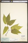 Celtis occidentalis