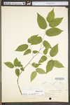 Celtis occidentalis