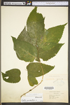 Celtis occidentalis