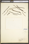 Ulmus thomasii